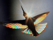 Hummingbird GIF - Hummingbird GIFs