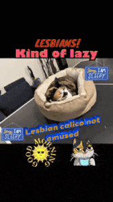 a cat is laying in a dog bed with the words " lesbians kind of lazy " above it