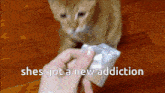 a cat looking at a person holding a condom with the words she 's got a new addiction above it