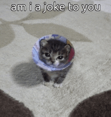 a kitten wearing a cone on its head with the words am i a joke to you above it