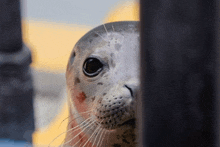 a seal peeking out from behind a fence and looking at the camera