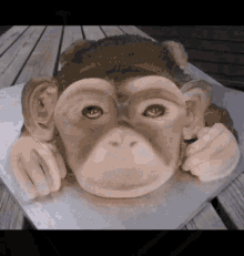 Monkey Monki GIF - Monkey Monki Monke GIFs