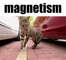 Cat Magnet GIF - Cat Magnet Magnetism GIFs