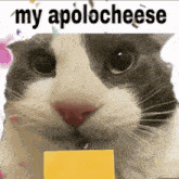My Apologies Cheese GIF - My Apologies Cheese Kitty Cat GIFs