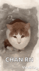 Cat Viralhog GIF - Cat Viralhog Cozy GIFs