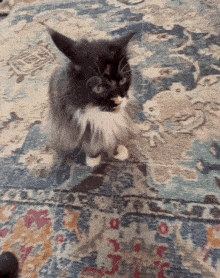Bowie The Very Cute Cat GIF - Bowie The Very Cute Cat GIFs