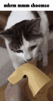 Cheese Funny GIF - Cheese Funny Cat GIFs