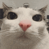 Cat Stare GIF - Cat Stare GIFs