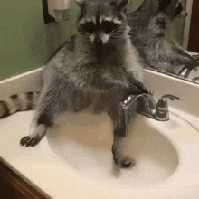 Raccoon Sink GIF - Raccoon Sink GIFs