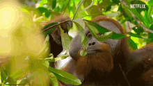 Orangutan Watching GIF - Orangutan Watching Look Out GIFs