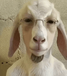a goat wearing glasses and a beard is looking at the camera
