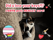 a cat in a cat tree with the words did u lose your keys lgbtq petz really care on the bottom
