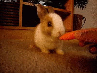 rabbit carrot gif