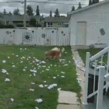 Dogs Trouble GIF - Dogs Trouble Mess GIFs