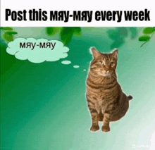 a cat with a thought bubble that says may-may