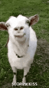 Funny Face Goats GIF