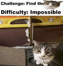 Find The Silly Cat GIF