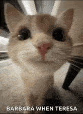 a close up of a cat 's face with a caption that says barbara when teresa