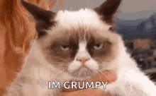 Grumpy Cat Angry GIF