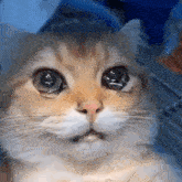 Cat Cats GIF - Cat Cats Tears GIFs