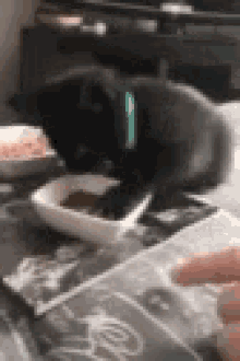 Cat Hungry GIF - Cat Hungry Mine GIFs