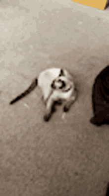 Exercise Cat GIF - Exercise Cat GIFs