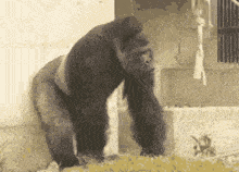 Monkey Gorilla GIF - Monkey Gorilla Angry Monkey GIFs