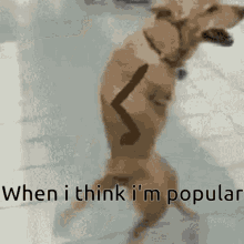 Popularity Funny As Hell GIF - Popularity Funny As Hell Funny Dog GIFs