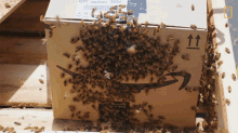 Bee Colony Nat Geo Wild GIF - Bee Colony Nat Geo Wild Swarm GIFs