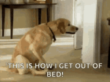 Dog Butt Drag GIF - Dog Butt Drag Get Out Of Bed GIFs