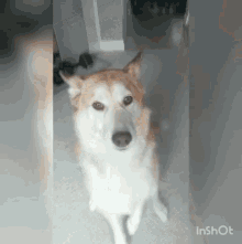 Ila Dog Husky Yawning GIF - Ila Dog Husky Yawning Cute GIFs