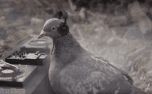 Bird Dj GIF - Bird Dj Listening GIFs