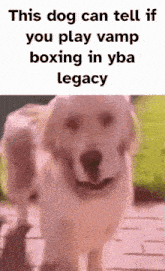 Yba Legacy Ybal GIF