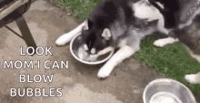 Bubbles Dogs GIF - Bubbles Dogs Huskys GIFs