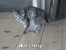 That'S Crazy Cat GIF - That'S Crazy Cat Kitten GIFs