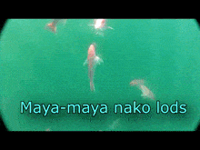 Maya-maya Mamaya GIF - Maya-maya Mamaya Later GIFs