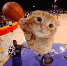 a cat is holding a basketball over a basketball player .