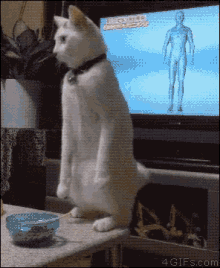 倒退猫 Cat GIF - 倒退猫 Cat Standing GIFs