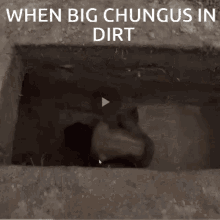 When Big Chungus In Dirt Hole GIF - When Big Chungus In Dirt Hole Primitive Technology GIFs