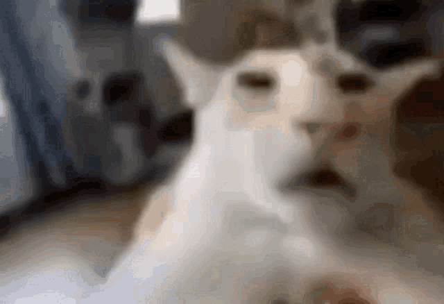 Download Cat Face Warp Meme Faces Funny Picture
