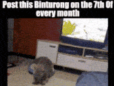 a picture of a cat in a living room with the caption post this bintorong on the 7th of every month