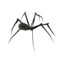 a spider is crawling on a white background