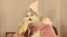 Banana Cat GIF - Banana Cat Eating GIFs