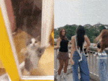 a cat is standing in front of a mirror and two women are standing next to each other .