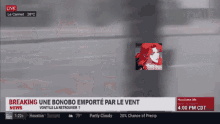 Bonobo Terojax GIF