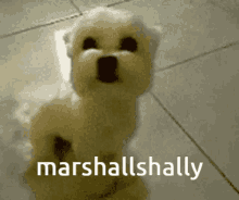 Marshallshally GIF