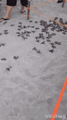 Baby Turtles Hatchling GIF - Baby Turtles Hatchling Squad GIFs