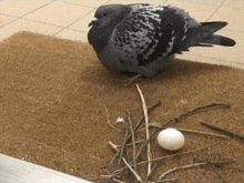 a pigeon is sitting on a door mat next to an egg in a nest .