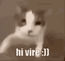 Hi Vire GIF - Hi Vire Cat GIFs
