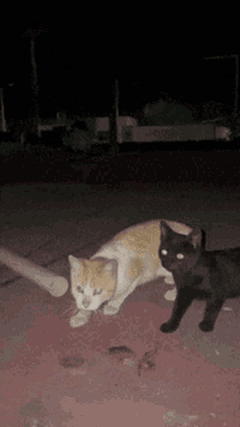 Cat Candy GIF - Cat Candy Funny GIFs